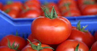 Türkiye’nin domates ihracat rakamları