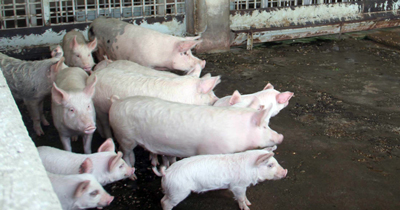 Almanya'da domuz etlerinde hepatit E virüsü bulundu