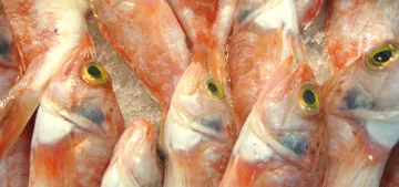 Omega-3 çocuklarda zeka gelişiminde çok etkili