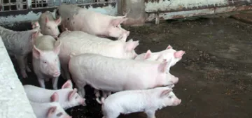 Almanya'da domuz etlerinde hepatit E virüsü bulundu Almanya'da domuz etlerinde hepatit E virüsü bulundu