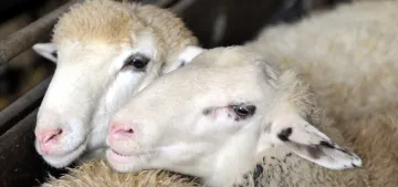 Avrupa’da helal kesim yasaklanıyor mu? Avrupa’da helal kesim yasaklanıyor mu?