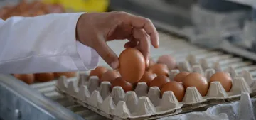 Yumurta skandali hangi ülkelere sicradi?
