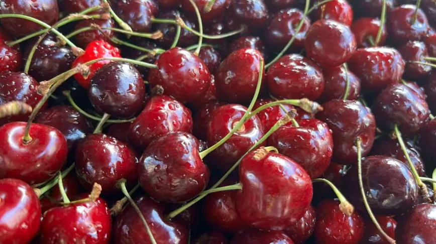 Türkiye'nin kiraz ihracatı 11 kat arttı